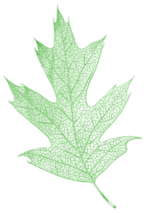 sketch of green leaf