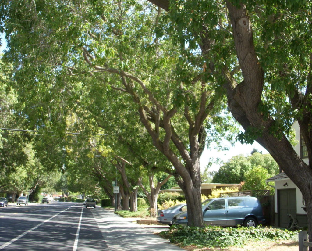 Rolled-curb Street Tree