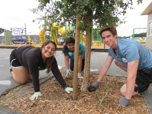 Students mulching a young tree for a tree care service day