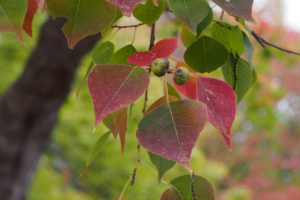 Chinese Mallow fall color