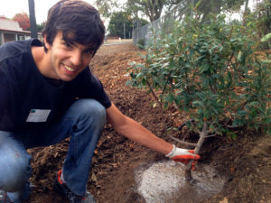 Palo Alto highschool volunteer planting a tree
