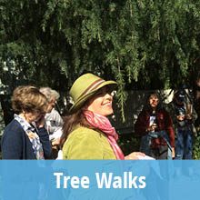 220x220-tree walks