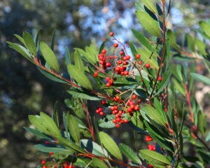 Toyon berries (Heteromeles arbutifolia)