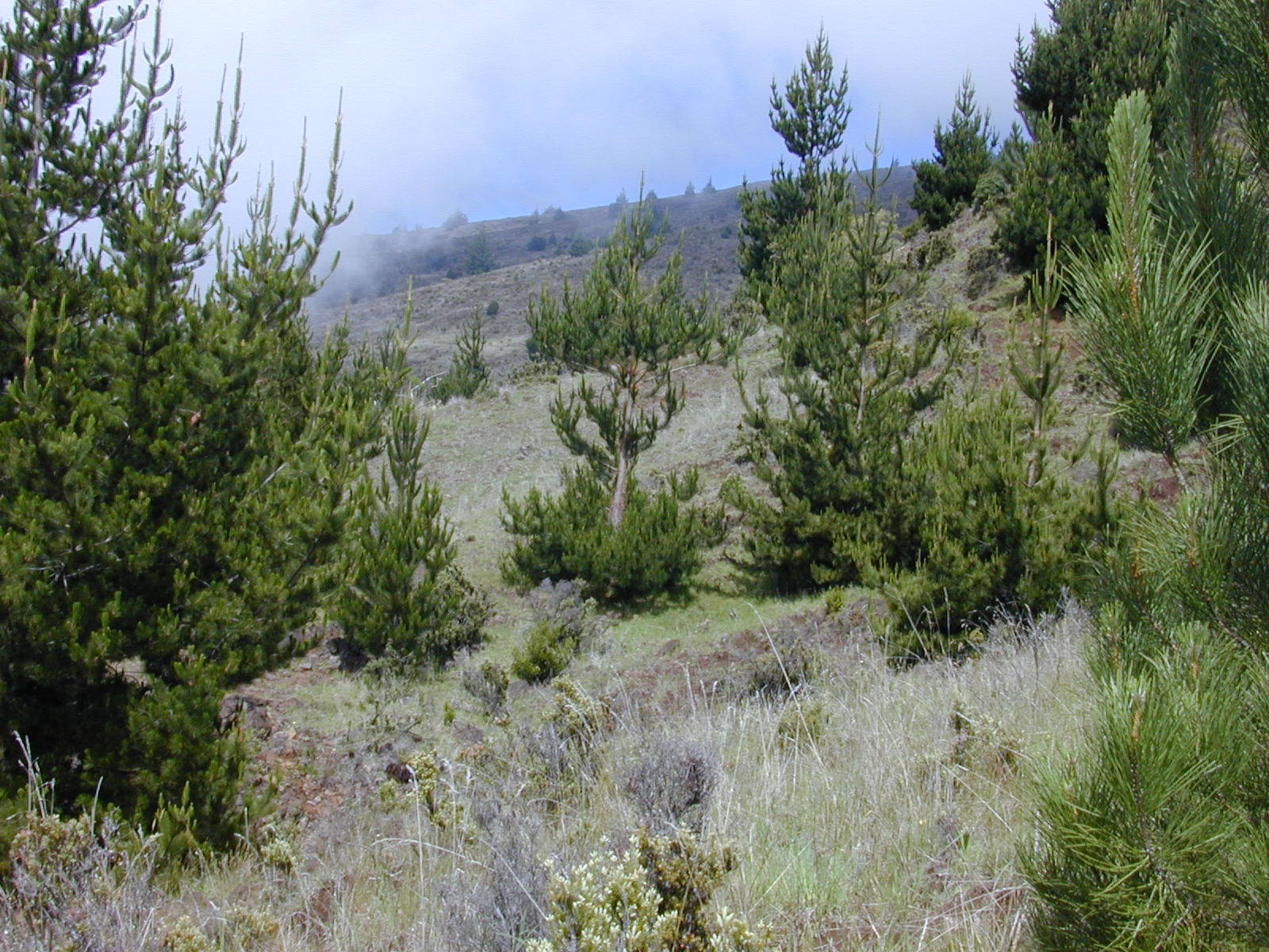 did it James Dyson pencil Tree Spotlight: Monterey Pine - Canopy : Canopy