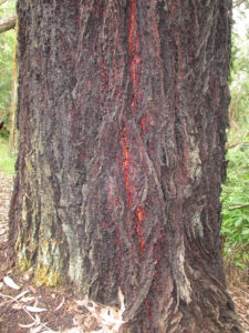 Red ironbark trunk
