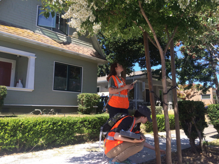 Tree Risk and Assessment for Home Owners - Canopy : Canopy