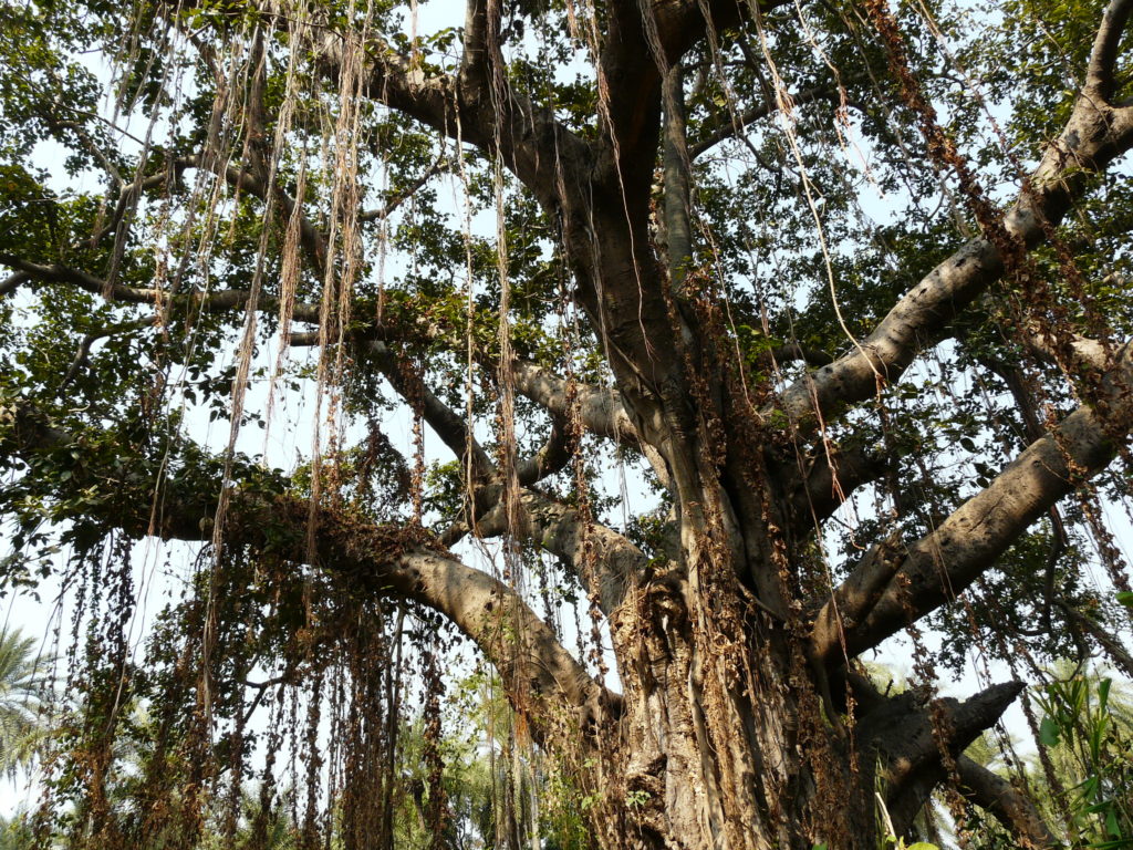 Banyan tree (Ficus bengalensis) photo by Dinesh Valke via Flickr