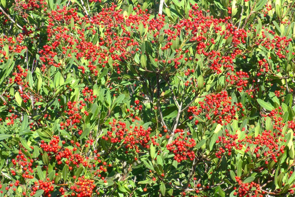 Toyon (Heteromeles arbutifolia)