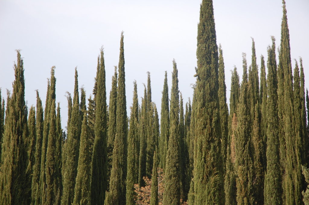 Italian cypress photo by Mad Kramers via Flickr
