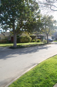 tree-lined street in Palo Alto