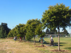 Trees at Cesar Chavez campus 2019
