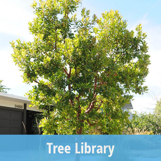 550x550 - Tree Library