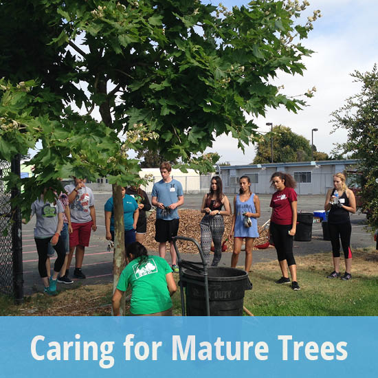 550x550-caring for mature trees