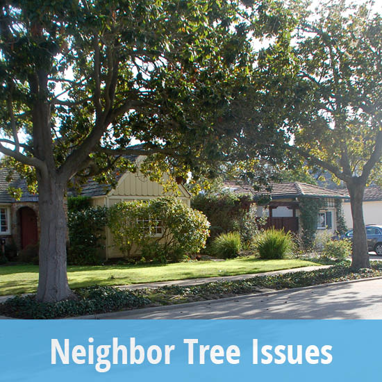 550x550-neighbor tree issues