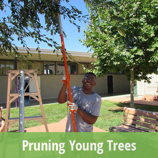 550x550-pruning young trees
