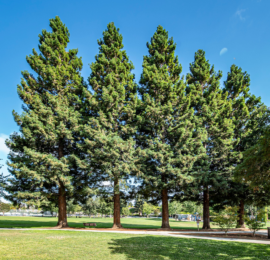 a row of trees against a blue sky backdrop