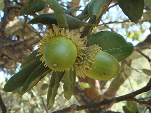 Close-up photo of Cork Oak acorns against background of leaves.