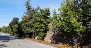 Trees along a concrete wall next to a road