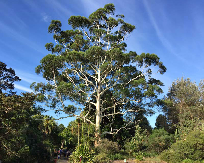 Eucalyptus grandis (Flooded Gum)