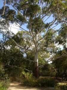 Flooded Gum Tree (Eucalyptus grandis)