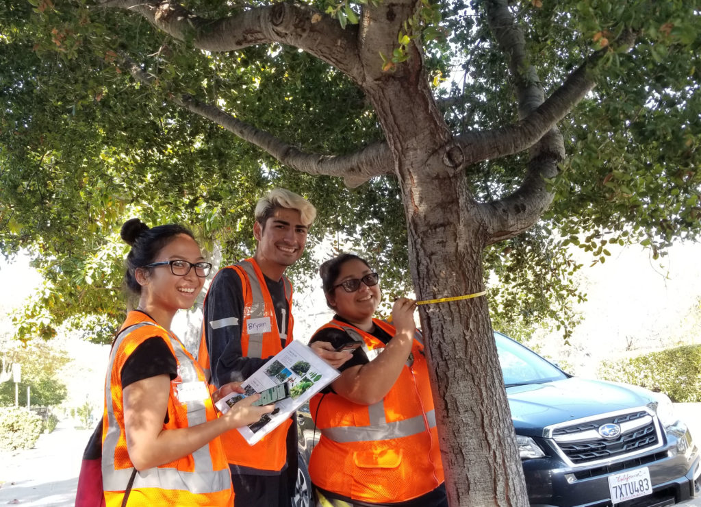 Great Oak Count volunteers surveying native oaks