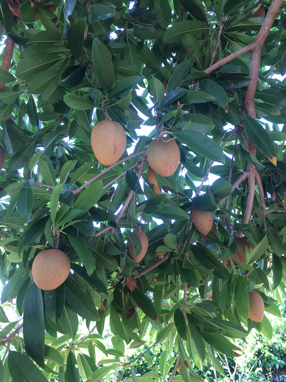 fruit hanging from the sapodilla tree