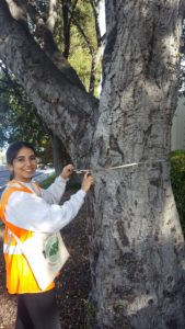 Julisa Lopez surveying trees