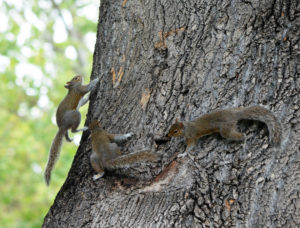 baby squirrels chasing each other around a tree