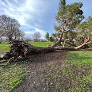 Fallen tree in Mitchell Park