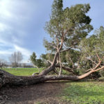 A large fallen tree in a park