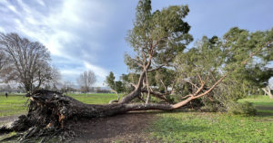 A large fallen tree in a park