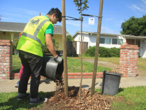 Mulching young street tree (Kavanaugh)