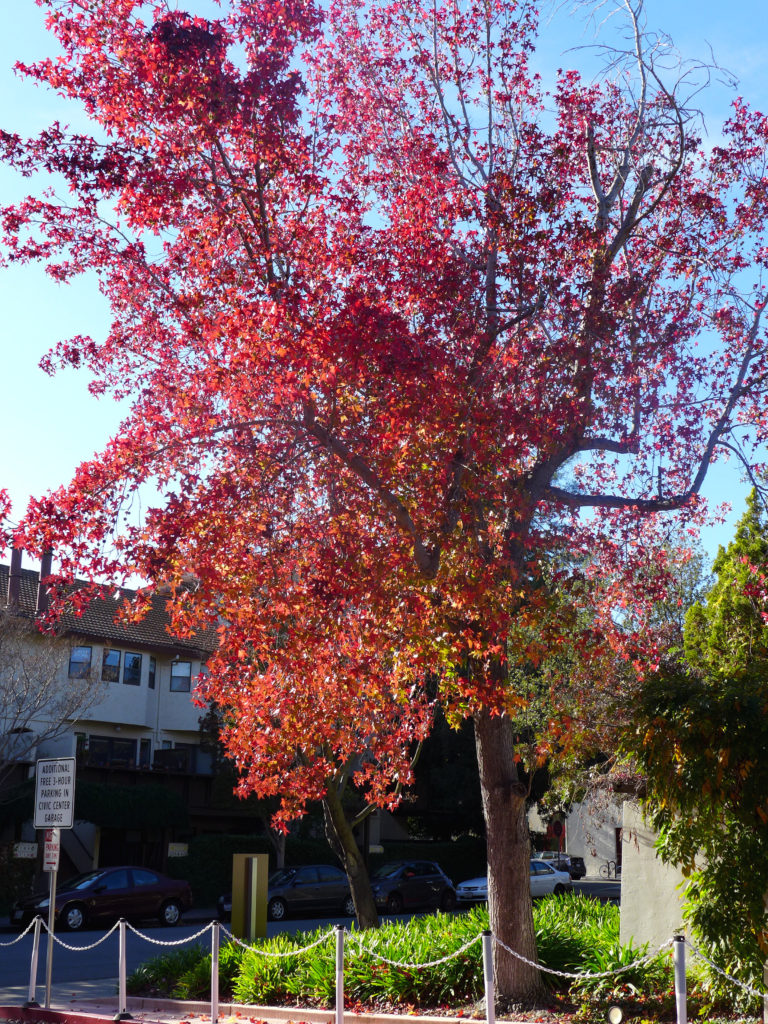 Fall into Color - Canopy : Canopy