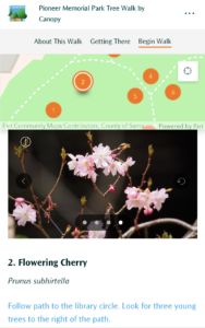 Screenshot of Flowering Cherry (Prunus subhirtella) entry in the Pioneer Park interactive tree walk
