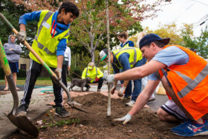 Planting trees in college terrace