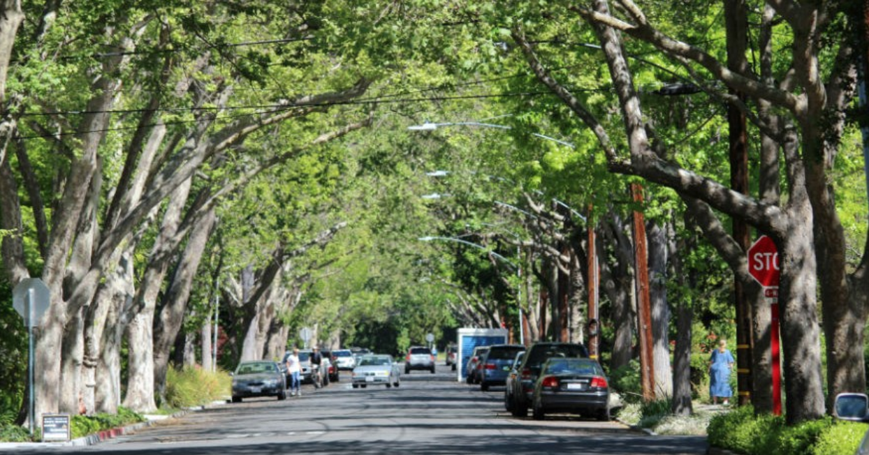 The Urban Heat Island Effect - Canopy : Canopy