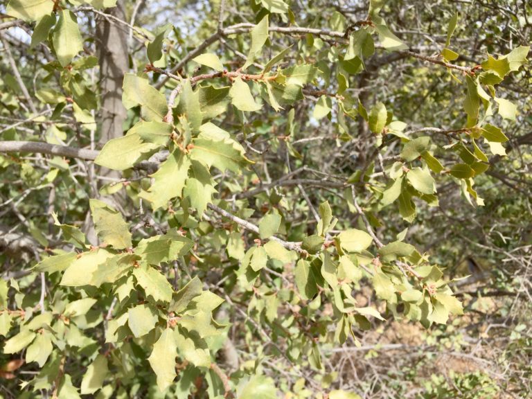 Shrub Oak Canopy Canopy