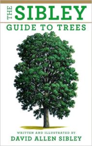 Deciduous tree on a white background on the cover of the Sibley Guide to Trees.