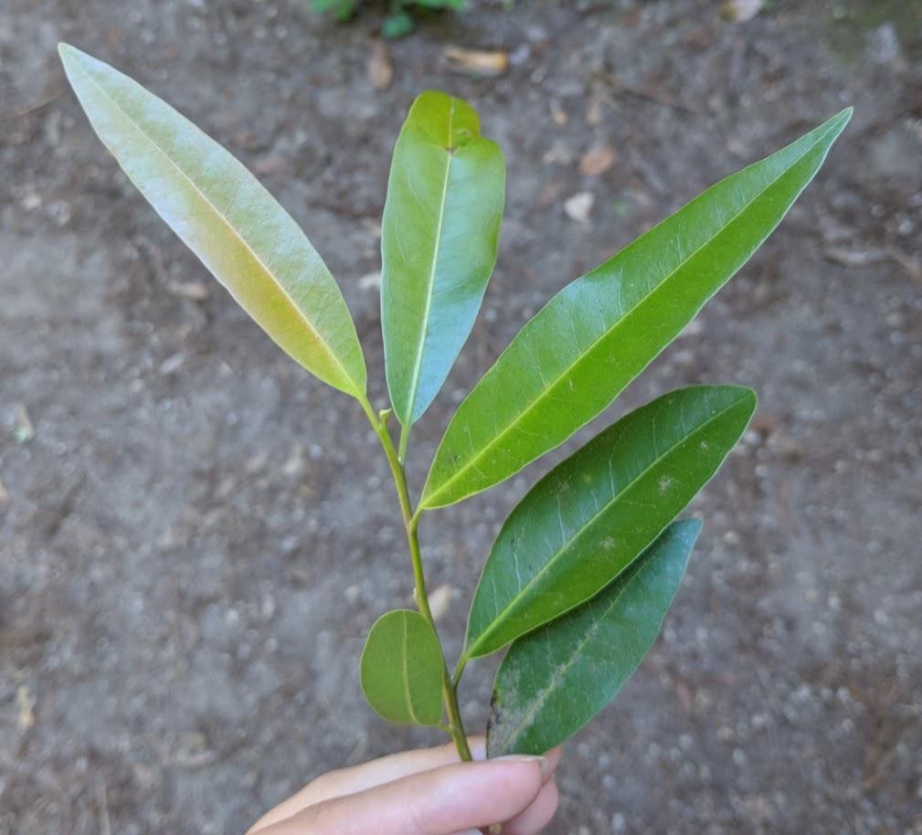 California Bay Laurel Leaf Canopy Canopy   California Bay Laurel Leaf 