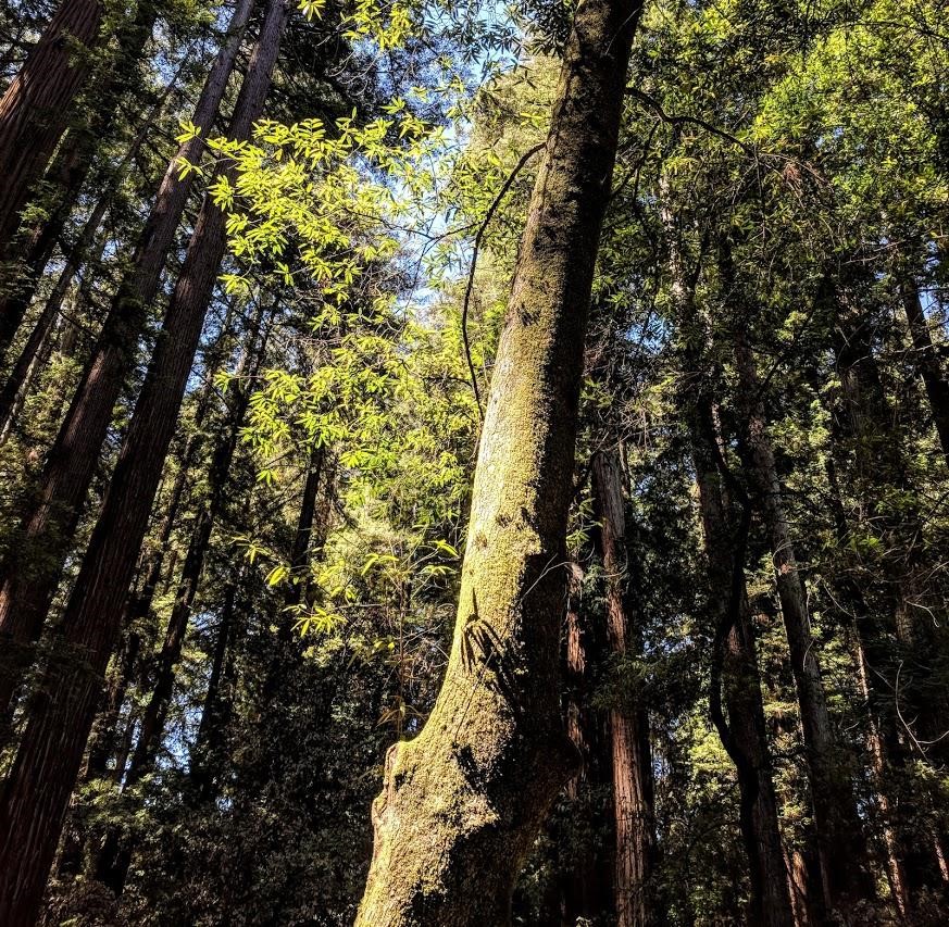 California bay tree growing among redwoods.