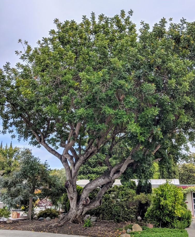 Carob tree growing in Palo Alto. Photo by Galyna Vakulenko