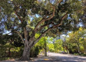 Coast live oak in Palo Alto, photo by Galyna Vakulenko