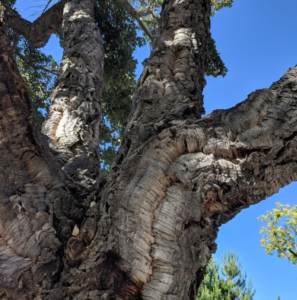 Gnarled bark of the cork oak, growing in Palo Alto. Photo by Galyna Vakulenko