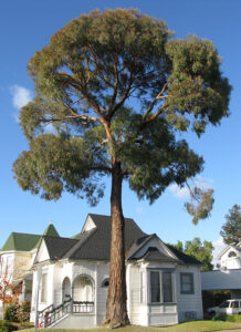 Eucalytus nicholii tree