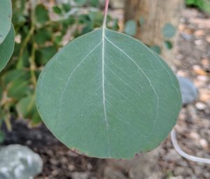 Silver-dollar gum leaf