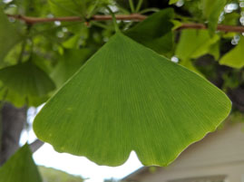 Green, fan-shaped ginkgo leaf
