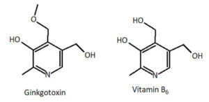 Comparison of ginkgotoxin and vitamin B6 structures.