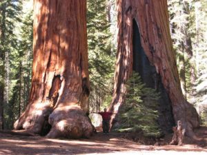 Giant sequoias in Sequoia National Park, California