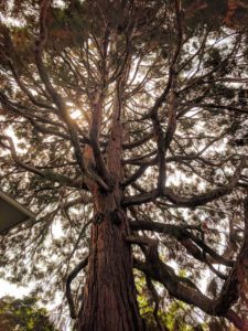 Giant Sequoia in Palo Alto. Photo by Galyna Vakulenko