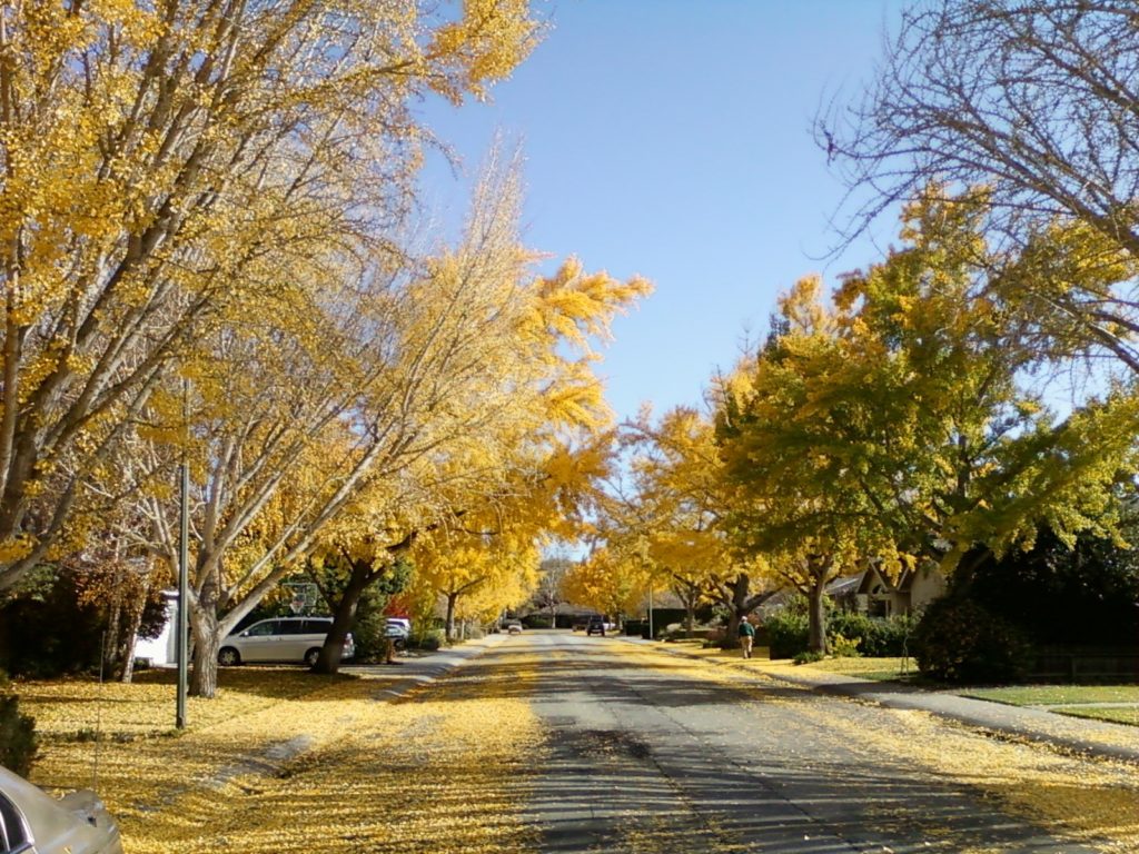 Trees with autumn yellow leaves line a quiet neighborhood street.